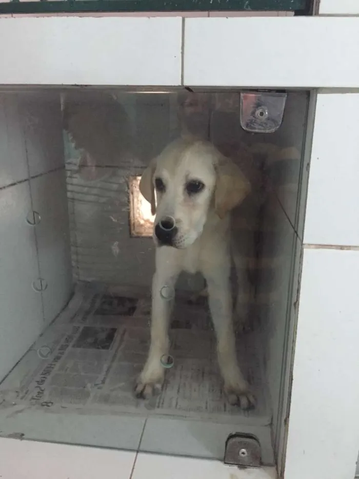 Cachorro ra a Labrador idade 2 a 6 meses nome Mel