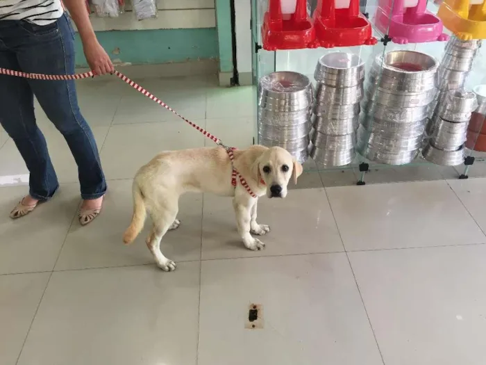 Cachorro ra a Labrador idade 2 a 6 meses nome Mel