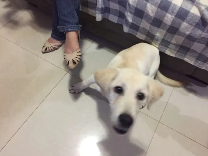Cachorro ra a Labrador idade 2 a 6 meses nome Mel