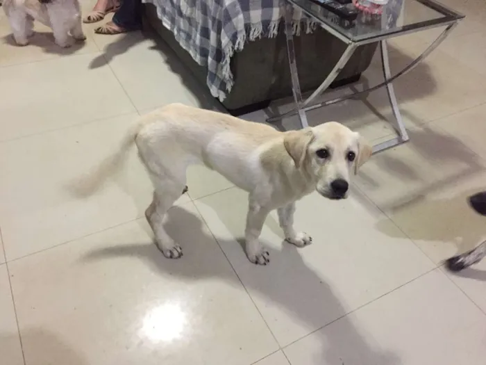 Cachorro ra a Labrador idade 2 a 6 meses nome Mel