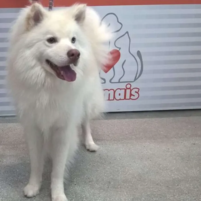Cachorro raça srd idade 2 anos nome Apollo