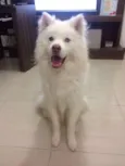 Apollo