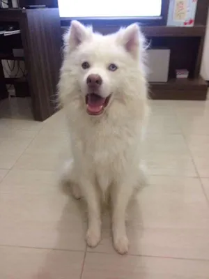 Cachorro raça srd idade 2 anos nome Apollo