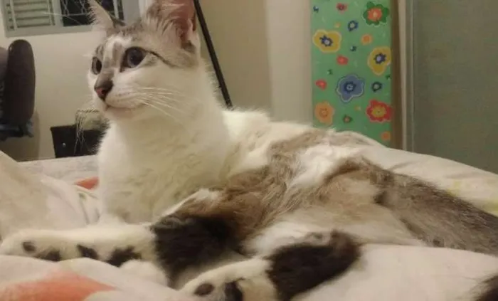 Gato ra a  idade 1 ano nome não tem