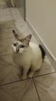 não tem