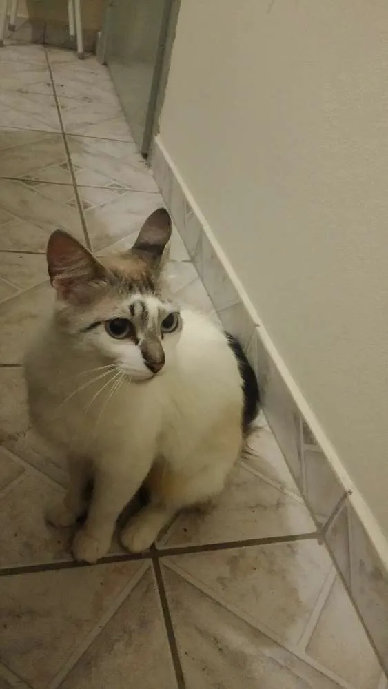 Gato ra a  idade 1 ano nome não tem