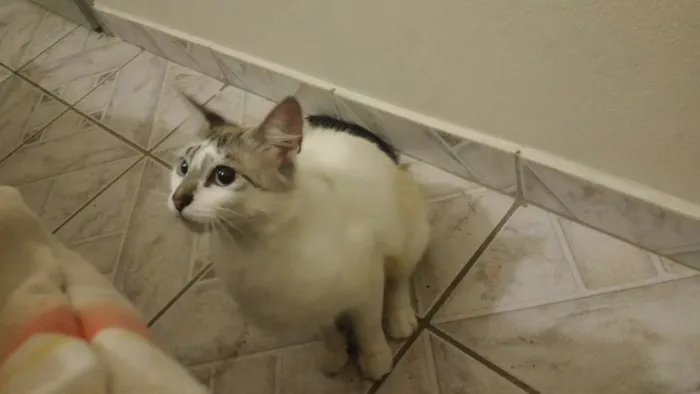 Gato ra a  idade 1 ano nome não tem
