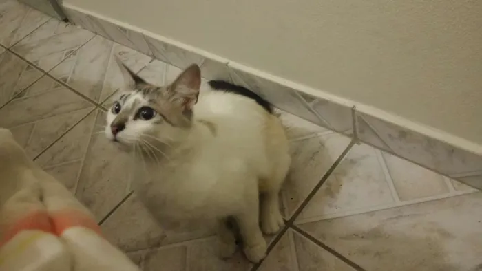 Gato ra a  idade 1 ano nome não tem