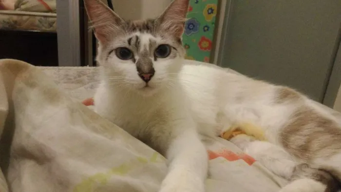 Gato ra a  idade 1 ano nome não tem
