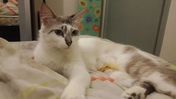 Gato ra a  idade 1 ano nome não tem