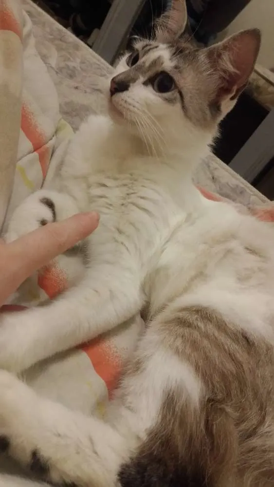 Gato ra a  idade 1 ano nome não tem