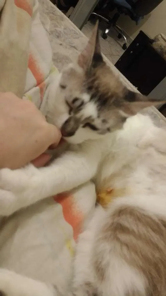 Gato ra a  idade 1 ano nome não tem