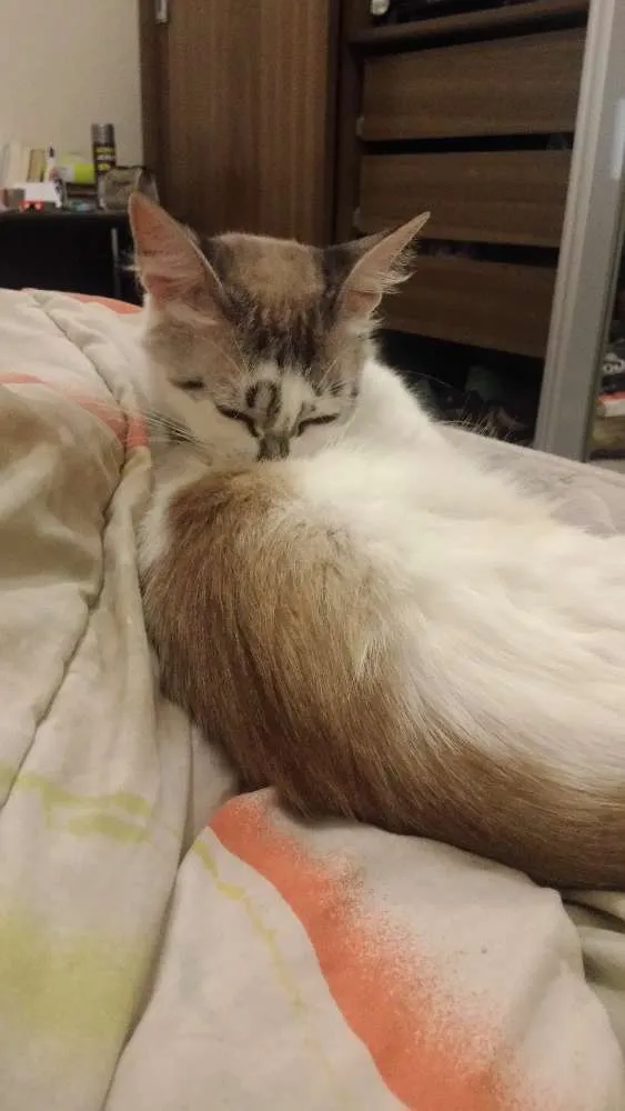 Gato ra a  idade 1 ano nome não tem
