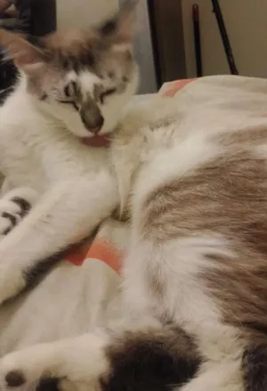 Gato raça  idade 1 ano nome não tem