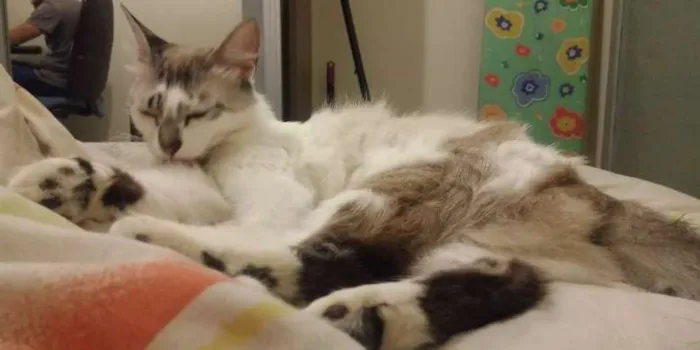 Gato ra a  idade 1 ano nome não tem
