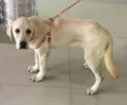 Mel