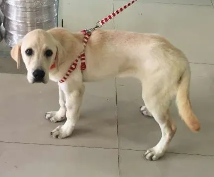 Cachorro ra a Labrador idade 2 a 6 meses nome Mel