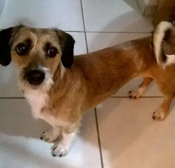 Cachorro ra a vira lata idade 1 ano nome Xiquinha