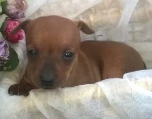 Cachorro raça Pinscher idade Abaixo de 2 meses nome Sem nome