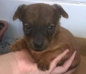 Cachorro raça vira lata idade Abaixo de 2 meses nome Sem nome