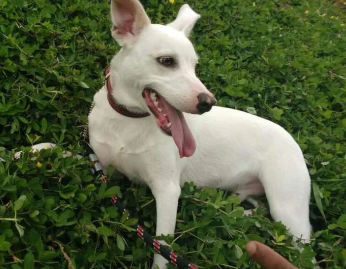 Cachorro raça Pit Bull misturado idade 7 a 11 meses nome Alemão