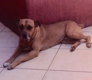 Cachorro raça Fila com pitbul idade 6 ou mais anos nome Rulk