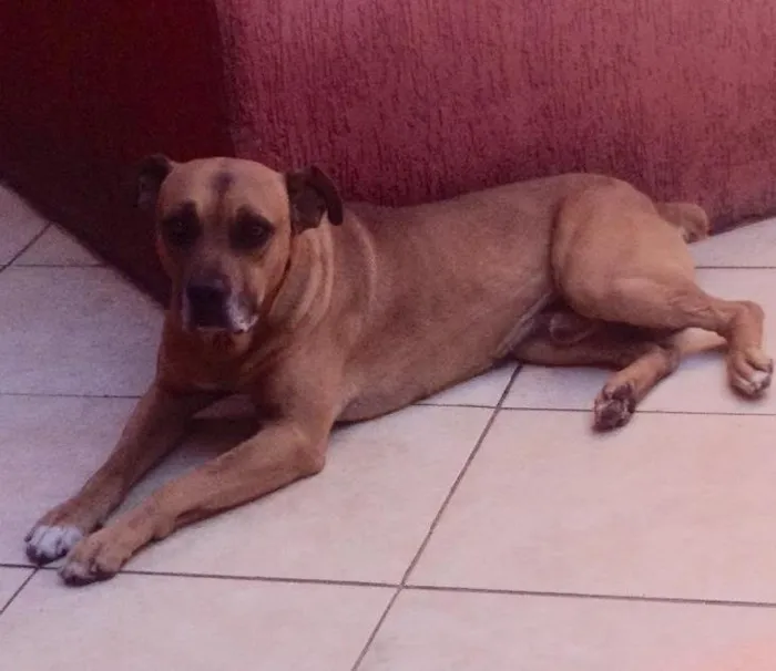 Cachorro ra a Fila com pitbul idade 6 ou mais anos nome Rulk