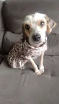 Layka 
