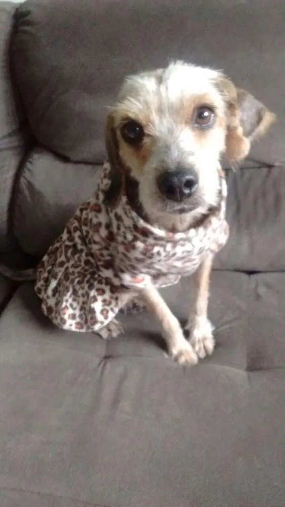 Cachorro ra a mix de York idade 1 ano nome Layka 