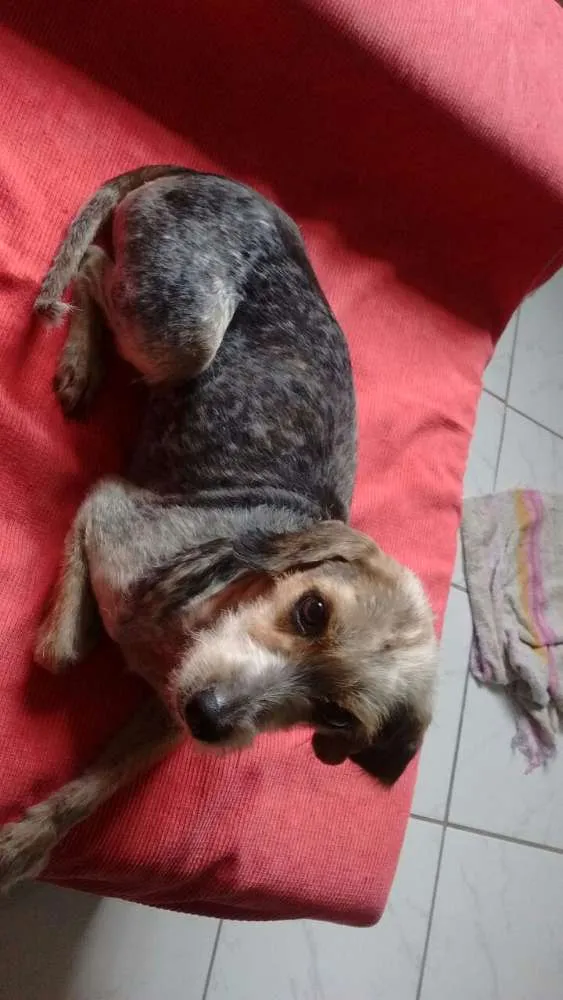 Cachorro ra a mix de York idade 1 ano nome Layka 