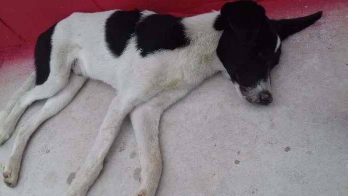 Cachorro ra a Vira lata idade 1 ano nome Snoopy