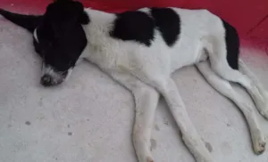 Cachorro raça Vira lata idade 1 ano nome Snoopy