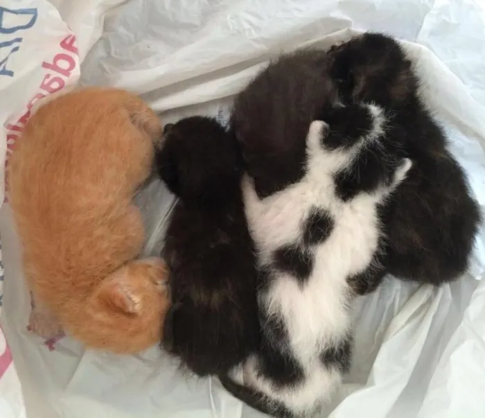 Gato ra a Srd  idade  nome Ainda não tem nome 