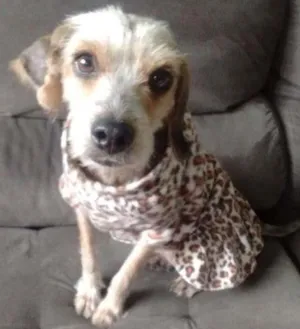 Cachorro raça mix de York idade 1 ano nome Layka 