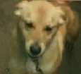 Cachorro raça SRD  idade 3 anos nome Menina/Princesa