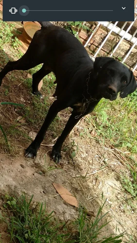 Cachorro ra a Fila brasileiro idade 2 anos nome Coala