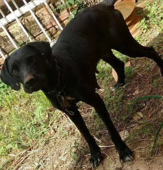 Cachorro ra a Fila brasileiro idade 2 anos nome Coala