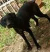 Cachorro raça Fila brasileiro idade 2 anos nome Coala
