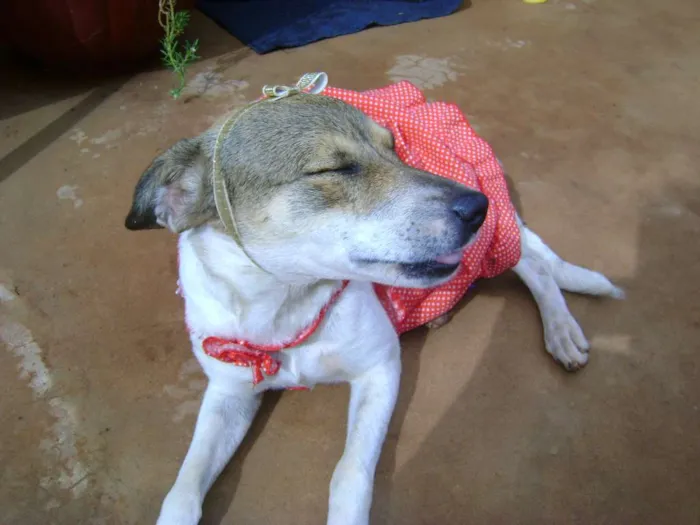 Cachorro ra a Indefinida idade 1 ano nome Não tem