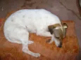 Não tem