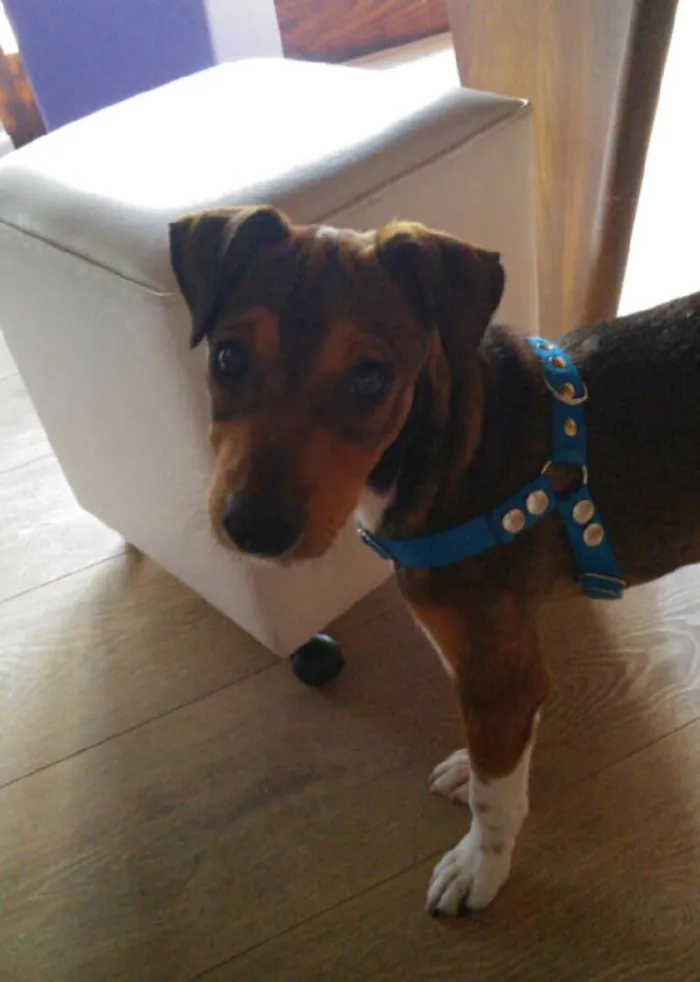 Cachorro ra a SRD idade 2 a 6 meses nome Denver