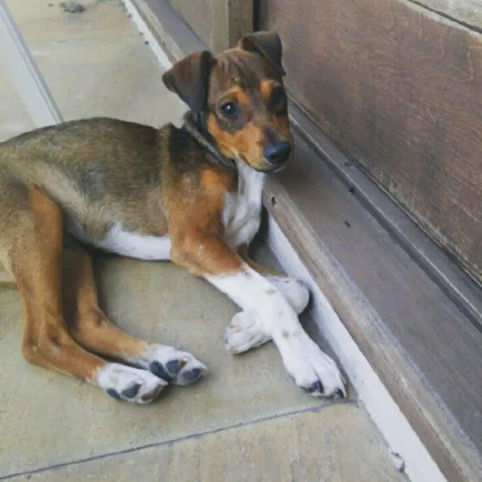 Cachorro ra a SRD idade 2 a 6 meses nome Denver