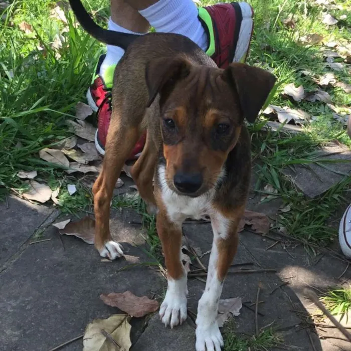 Cachorro ra a SRD idade 2 a 6 meses nome Denver