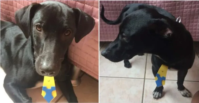 Cachorro ra a idade 1 ano nome Neguinho