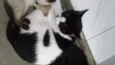 Nina, nininho, cinza