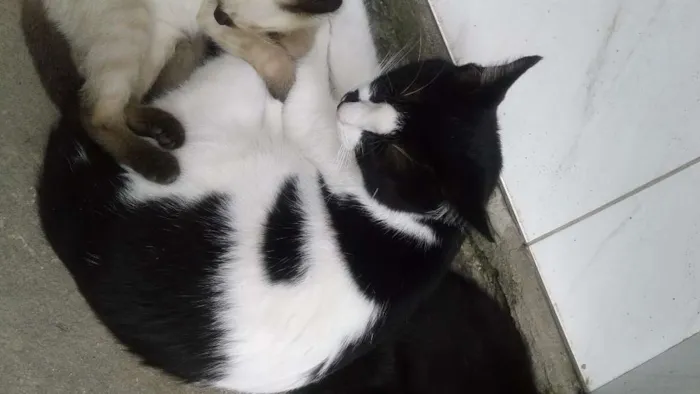 Gato raça 2 comuns e um siamês  idade 1 ano nome Nina, nininho, cinza