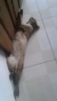Nina, nininho, cinza
