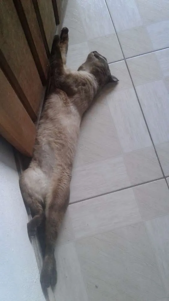 Gato raça 2 comuns e um siamês  idade 1 ano nome Nina, nininho, cinza