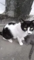 Nina, nininho, cinza
