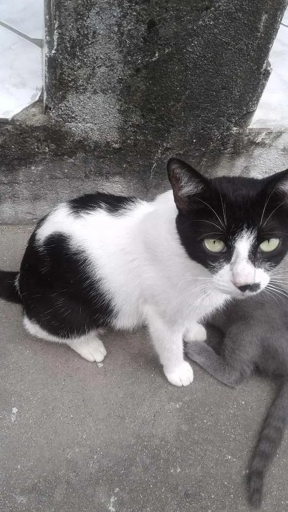 Gato raça 2 comuns e um siamês  idade 1 ano nome Nina, nininho, cinza
